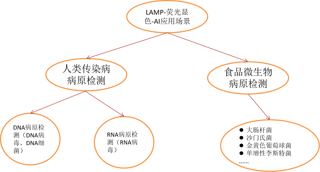 一种基于LAMP-荧光显色-AI的微生物基因快速检测平台技术(图1)